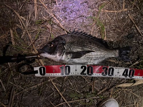 クロダイの釣果