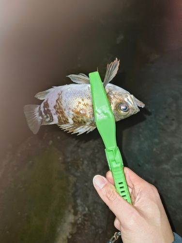 シロメバルの釣果