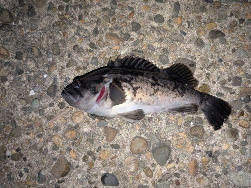 クロソイの釣果