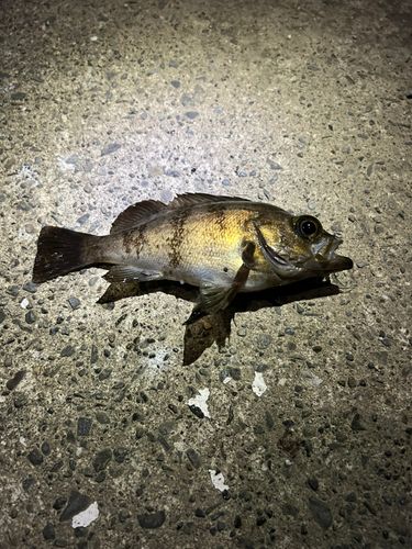 メバルの釣果