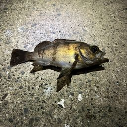 メバル
