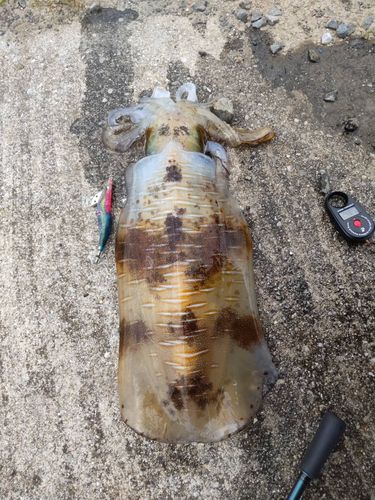 アオリイカの釣果