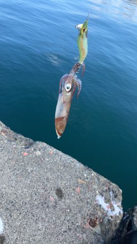 マメイカの釣果
