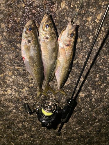 アジの釣果