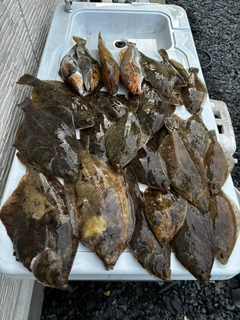 カレイの釣果
