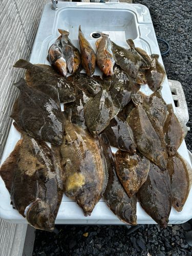 カレイの釣果