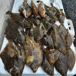 カレイ