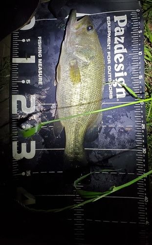 ラージマウスバスの釣果