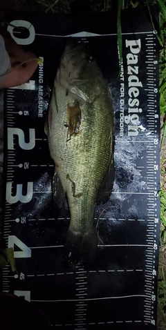 ラージマウスバスの釣果