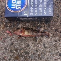カサゴ