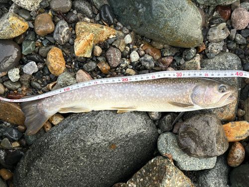 イワナの釣果