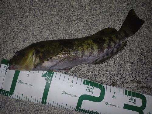 アイナメの釣果