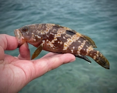 キジハタの釣果