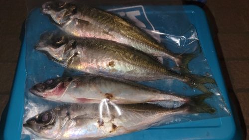 アジの釣果