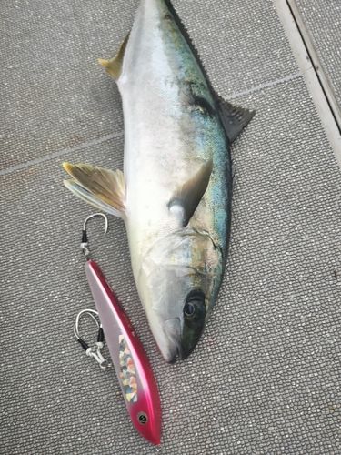 ヒラマサの釣果