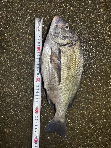 チヌの釣果