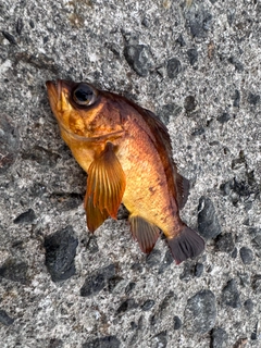 アカメバルの釣果