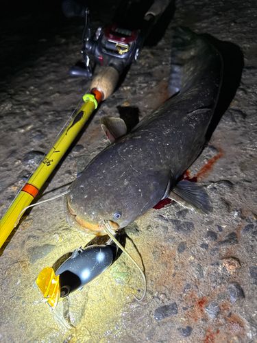 ナマズの釣果