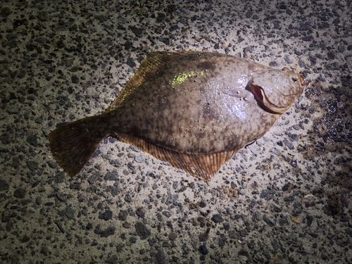 ヒラメの釣果