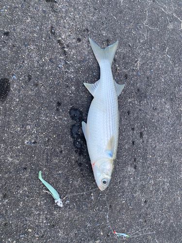 ボラの釣果