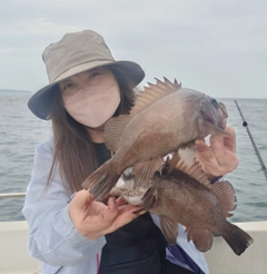 メバルの釣果