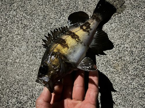 シロメバルの釣果
