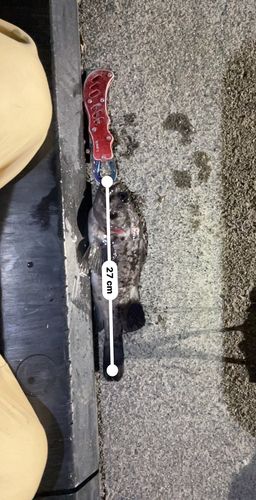 クロソイの釣果