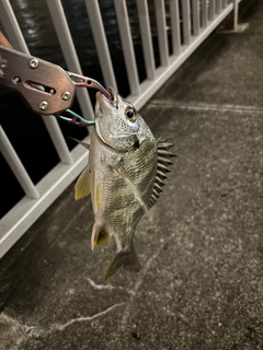 キビレの釣果
