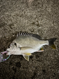 キビレの釣果