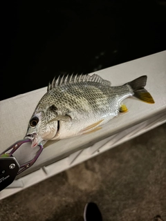 キビレの釣果