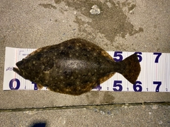 ヒラメの釣果