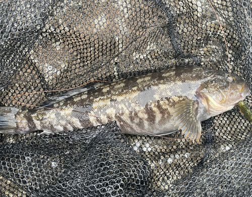 アイナメの釣果