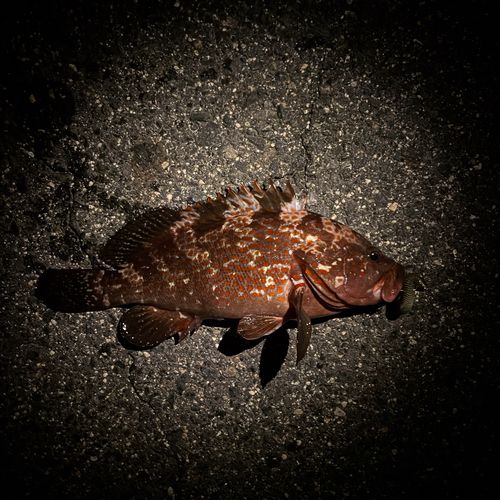 キジハタの釣果