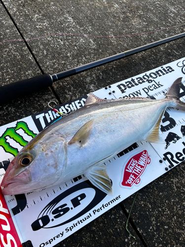 カンパチの釣果