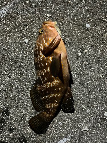 キジハタの釣果