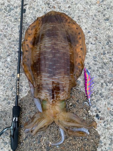 アオリイカの釣果