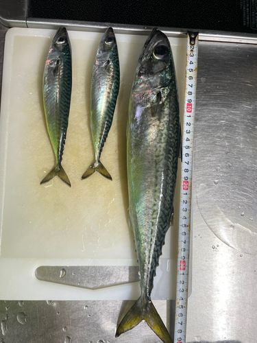 サバの釣果