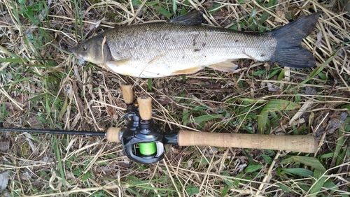 エゾウグイの釣果