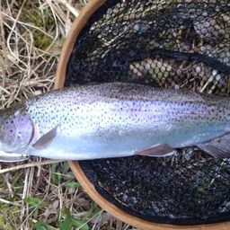 レインボートラウト