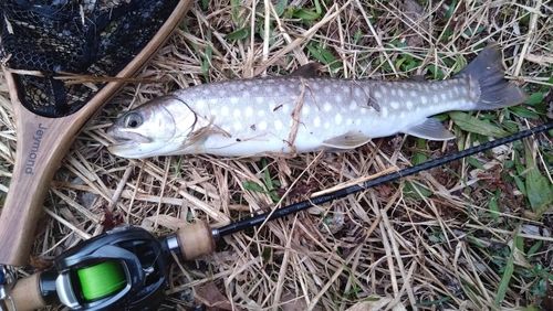 アメマスの釣果
