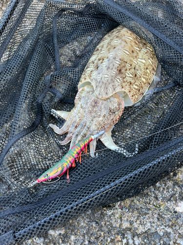 コウイカの釣果