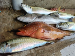 アコウの釣果