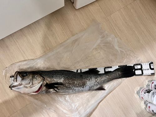 ヒラスズキの釣果