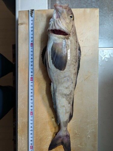 ホッケの釣果