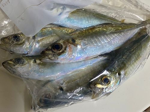 アジの釣果