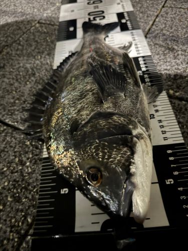 クロダイの釣果