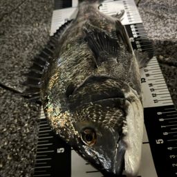 クロダイ