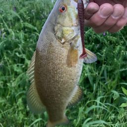 スモールマウスバス