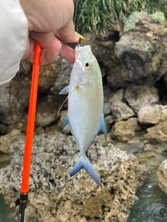 カスミアジの釣果