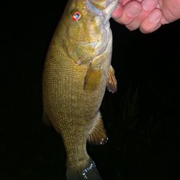 スモールマウスバス